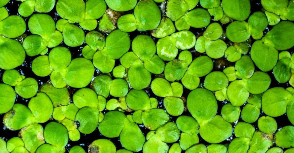 Duckweed