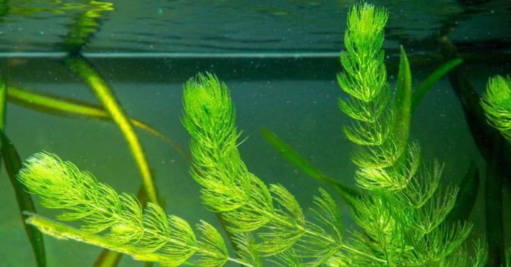 Hornwort