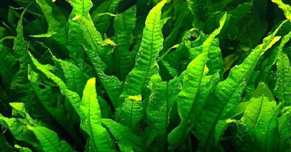 Java Fern