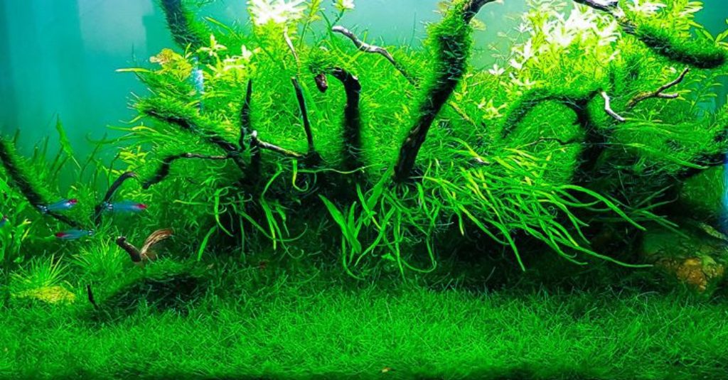 Java Moss