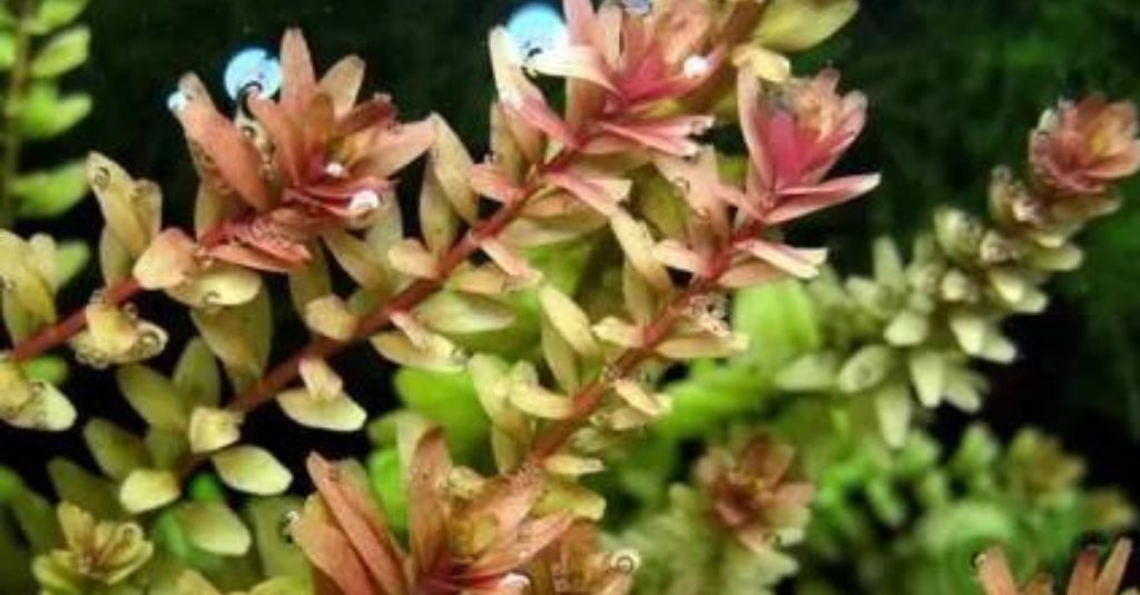 Rotala Rotundifolia