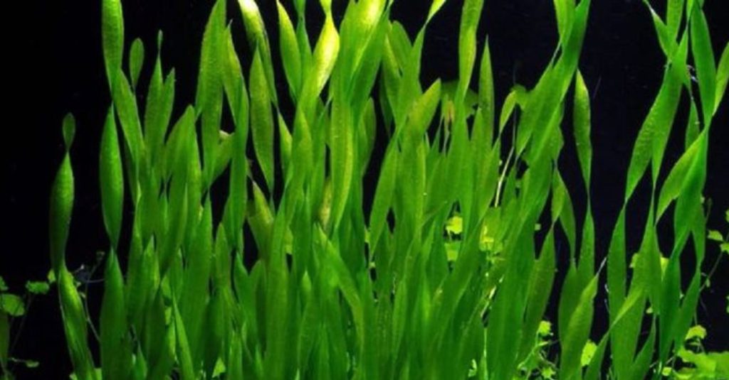 Vallisneria