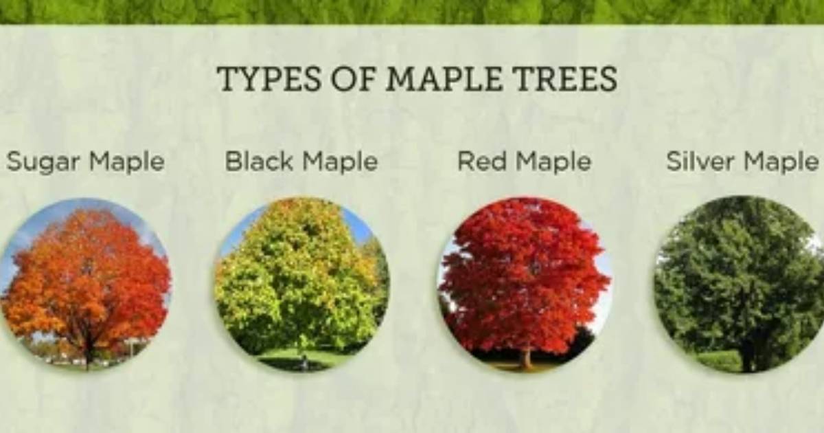 A variety of maple tree leaves showcasing different shapes and colors, highlighting the diversity of maple species.