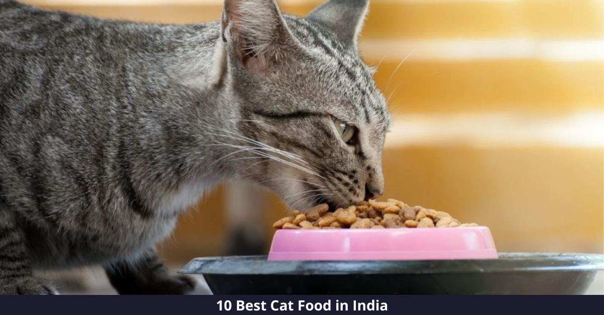 Which is the Best Cat Food in India? Top 10 Choices (Analyzed)