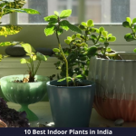 10 Best Indoor Plants in India (2021): Step into Greenery!