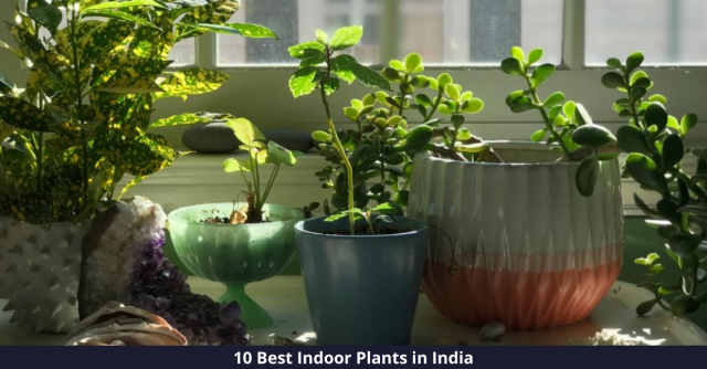 Best Indoor Plants in India