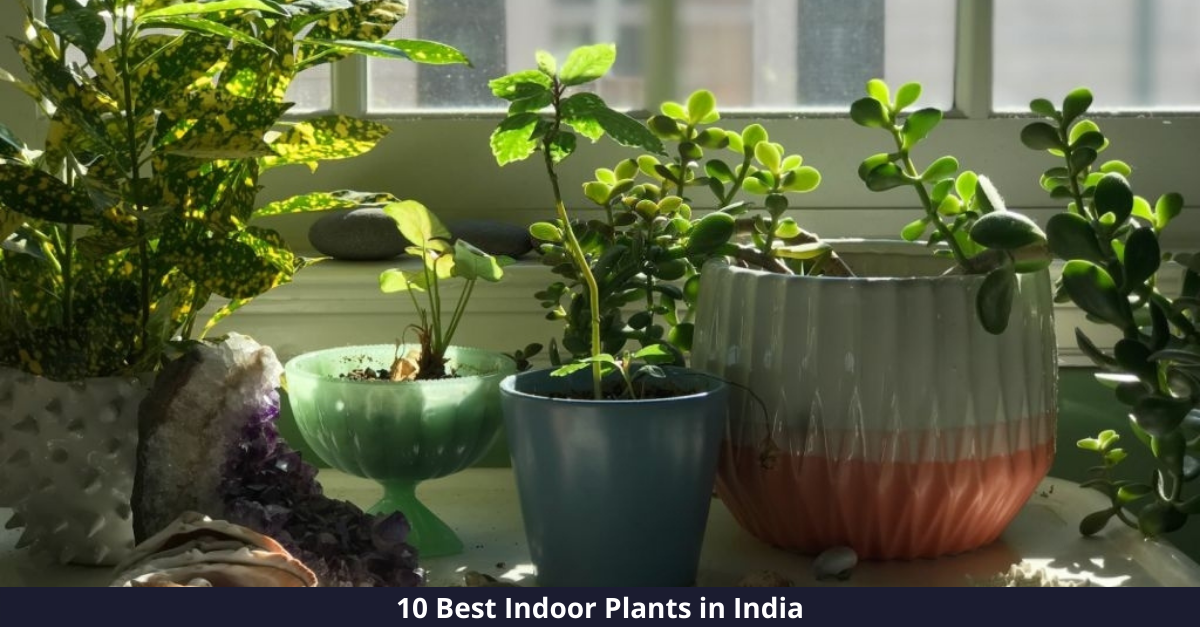 Best Indoor Plants For Living Room India
