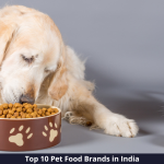 Top 10 Best Pet Food Brands in India [year] for your furry friend
