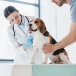 Veterinary Services Market Share, Trends and Forecast 2023-2028