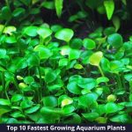 Top 10 fastest-growing aquarium plants