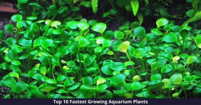 Top 10 fastest-growing aquarium plants