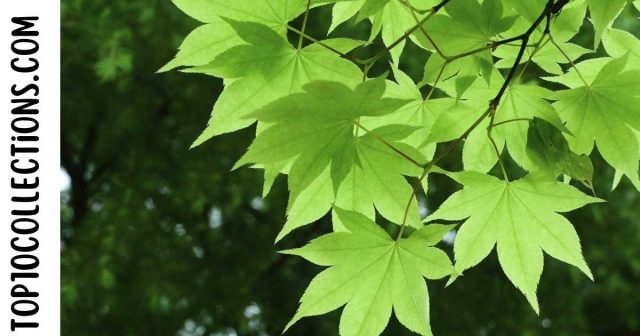 Green maple tree leaves on a branch with the text "top collections com" displayed prominently.