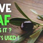 Discover the top 10 health benefits of olive tree leaves in 2024.