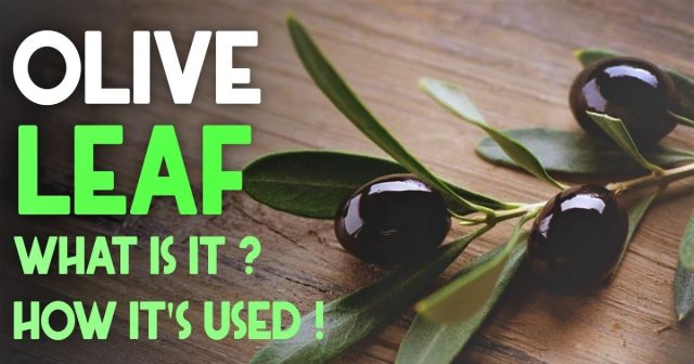 Discover the top 10 health benefits of olive tree leaves in 2024.